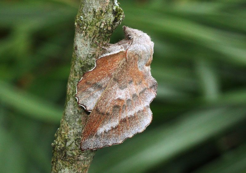 phyllodesma-japonica