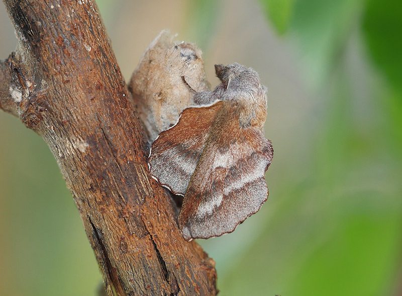 phyllodesma-japonica