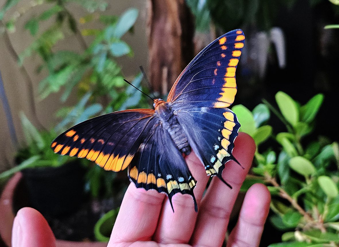 charaxes-jasius