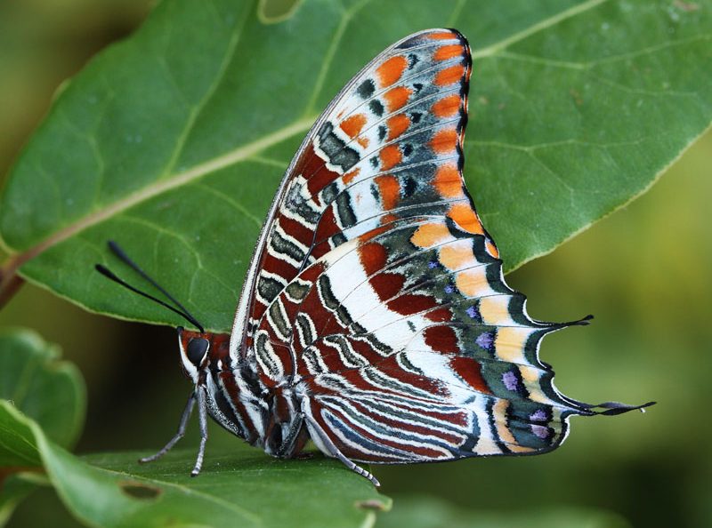 charaxes-jasius