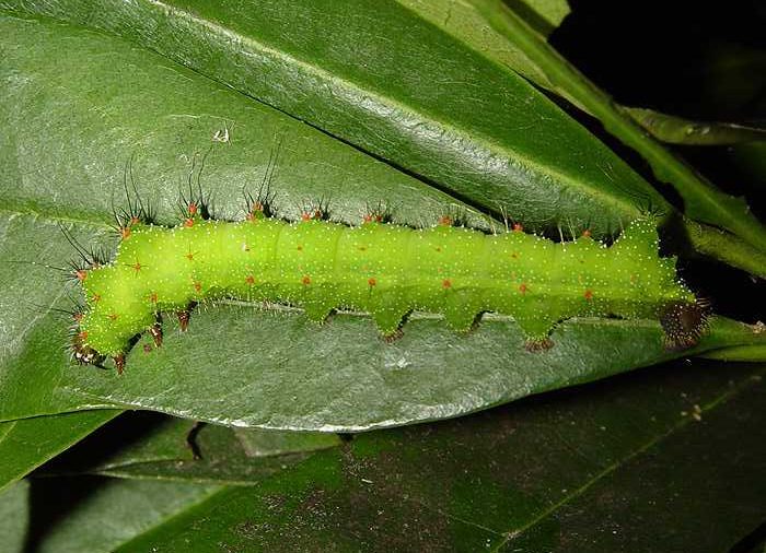 cricula-jordani