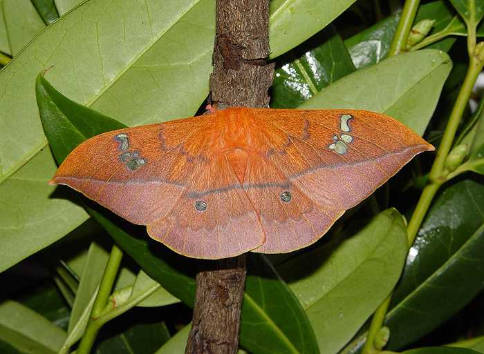 cricula-jordani