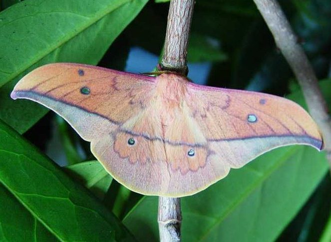 cricula-jordani