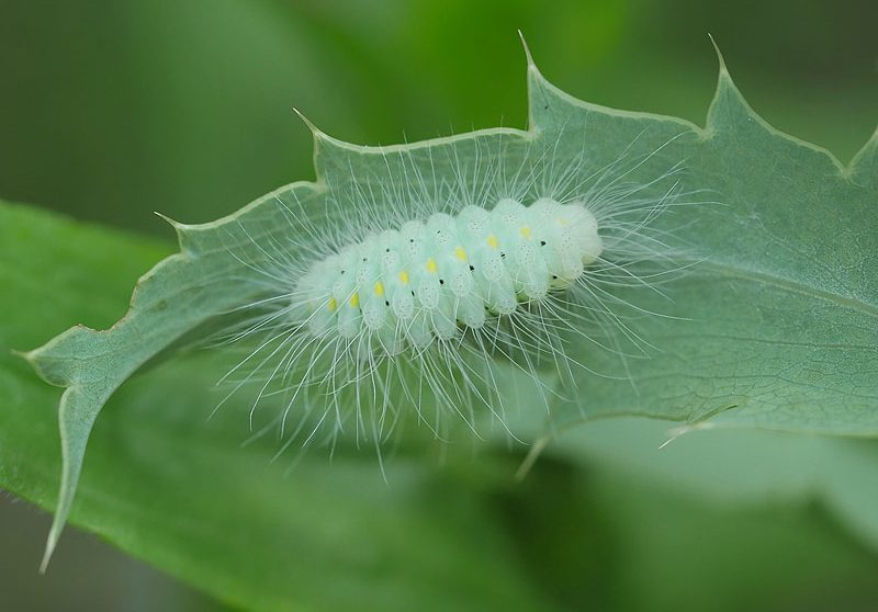 zygaena-laeta