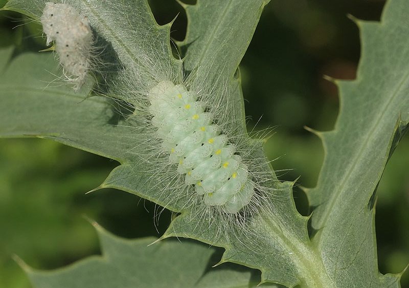 zygaena-laeta