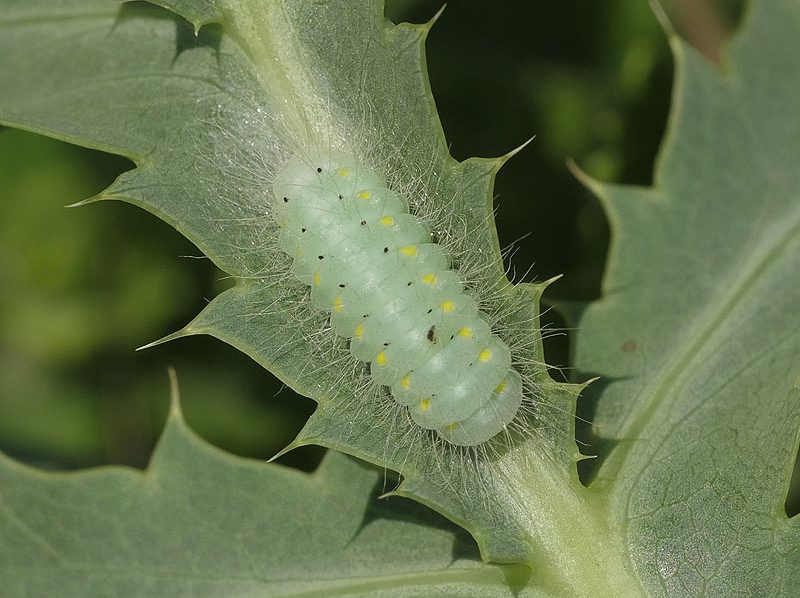 zygaena-laeta