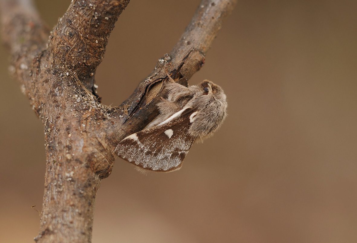 eriogaster-lanestris