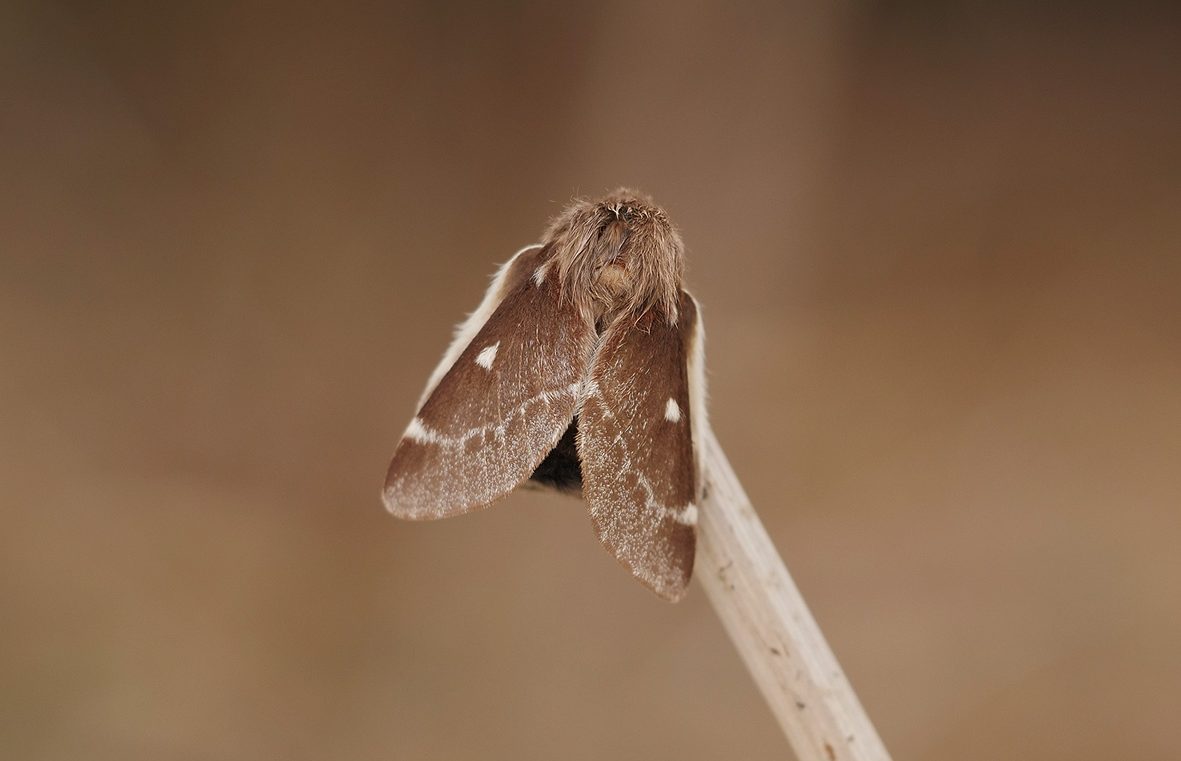 eriogaster-lanestris