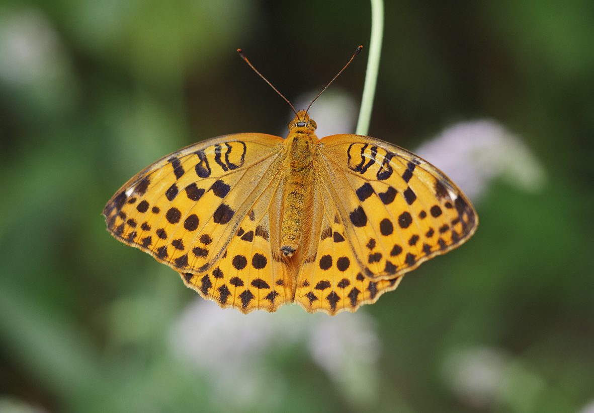 argynnis-laodice