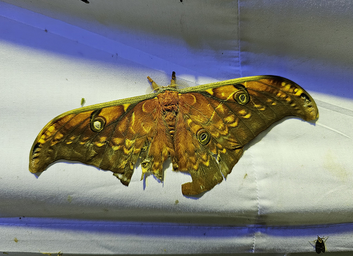antheraea-larissa