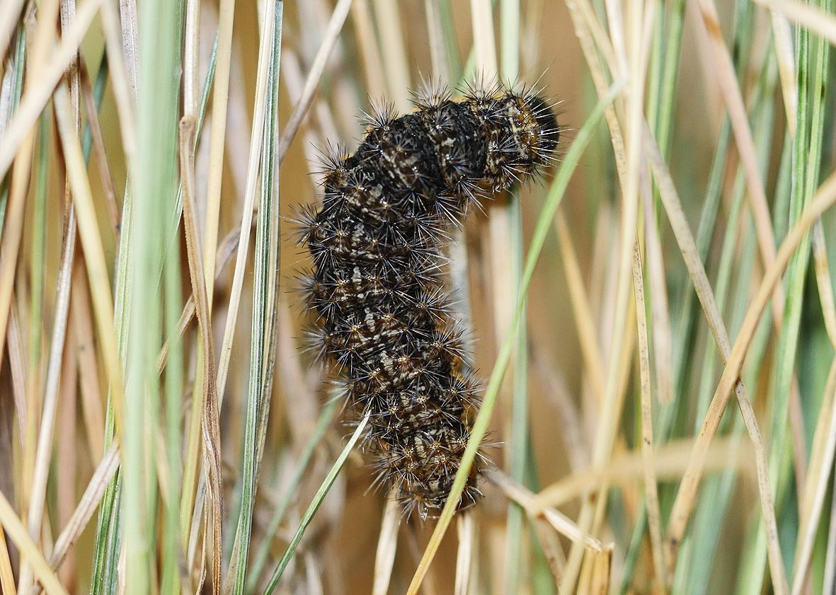 coscinia-libyssa