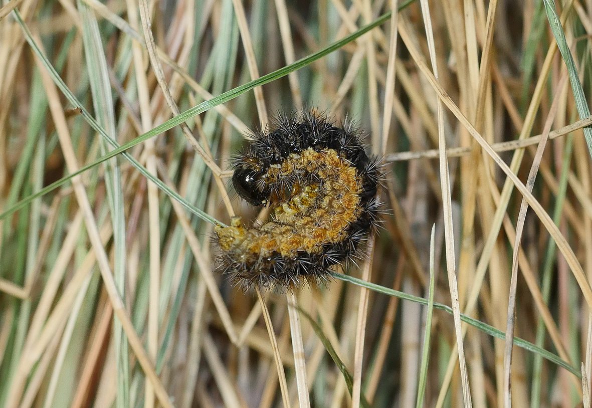 coscinia-libyssa