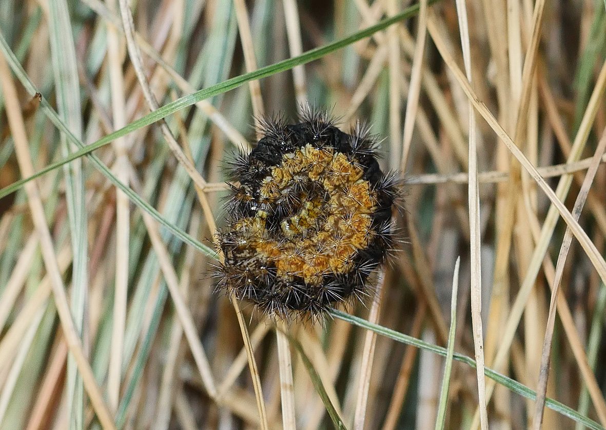 coscinia-libyssa