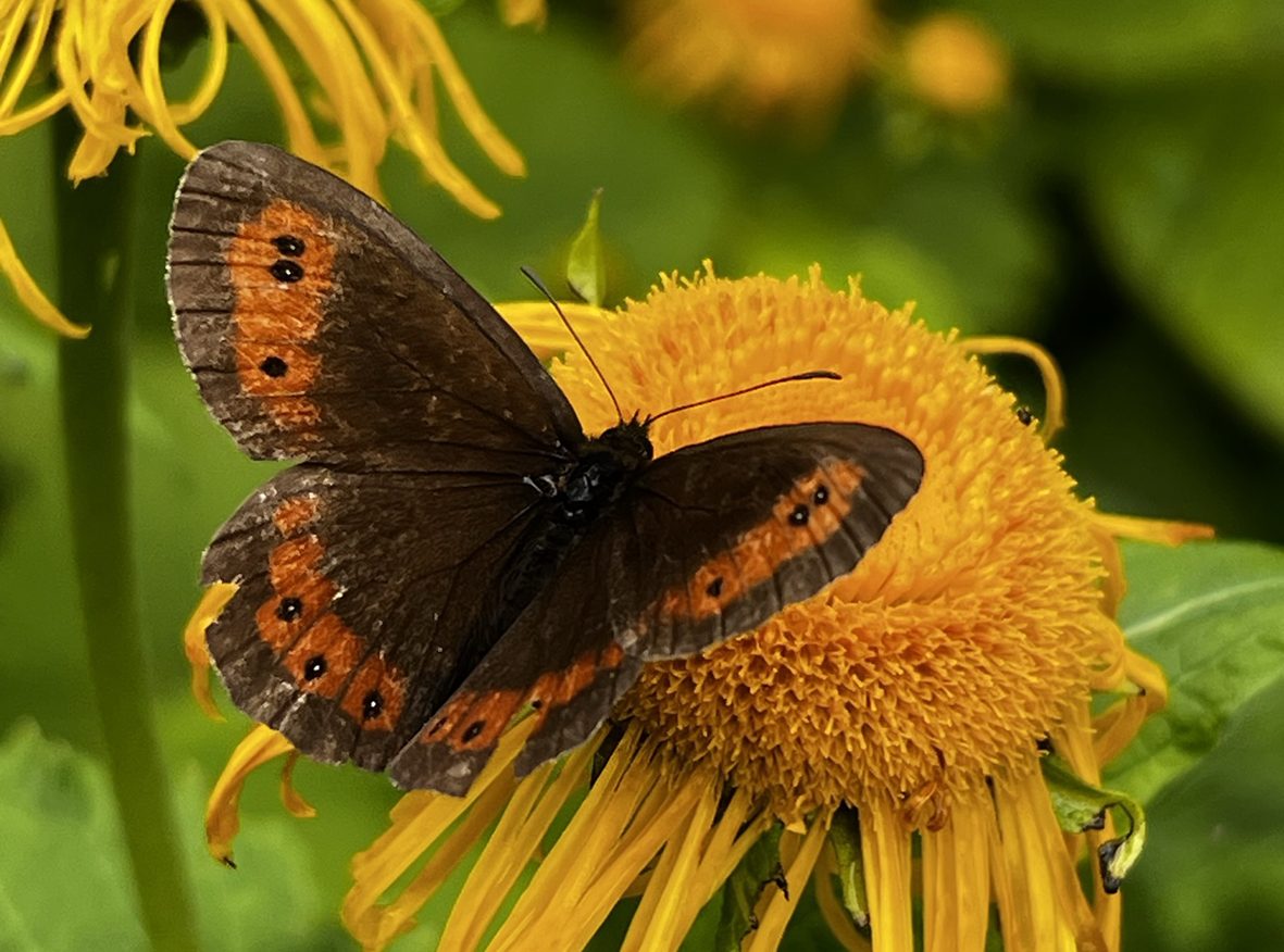 erebia-ligea