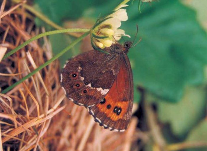 erebia-ligea