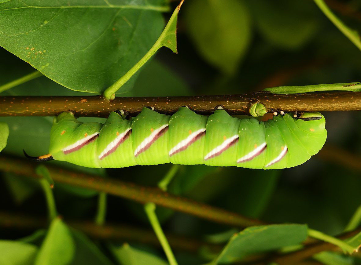 sphinx-ligustri