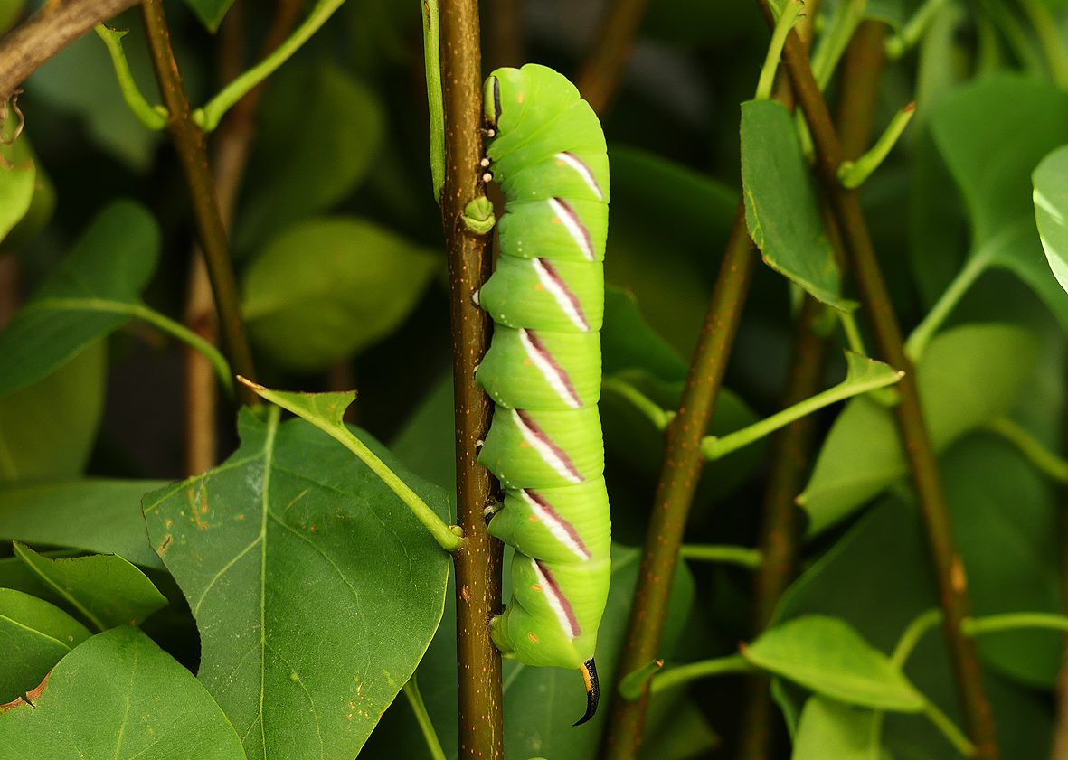 sphinx-ligustri