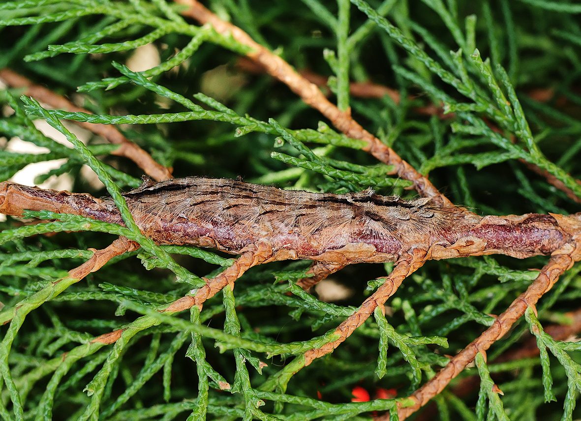 gufria-limosa