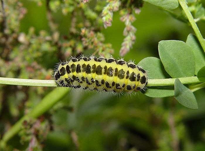 zygaena-lonicerae