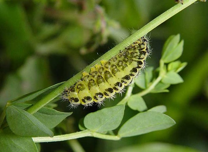 zygaena-lonicerae