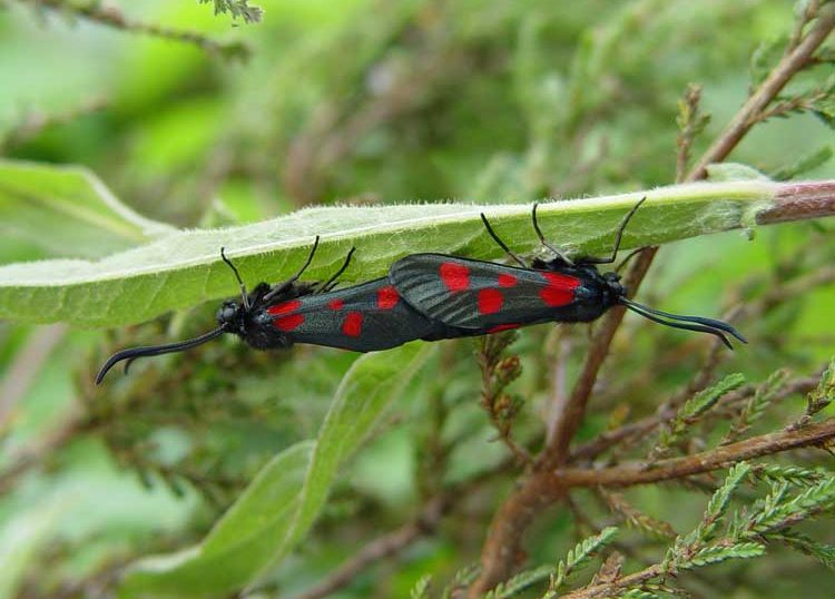 zygaena-lonicerae