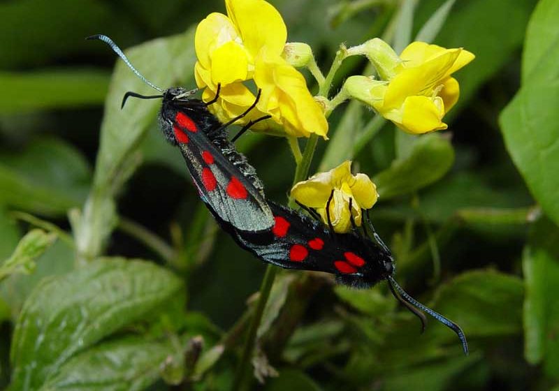 zygaena-lonicerae