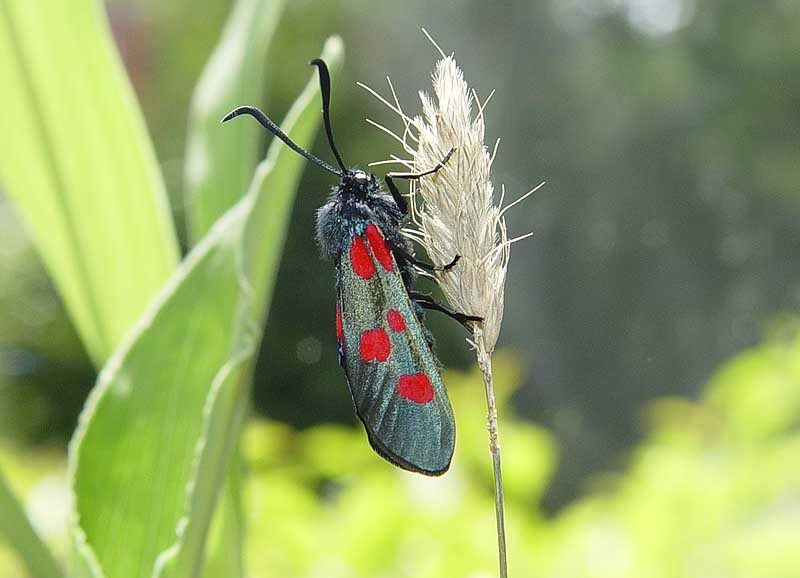 zygaena-lonicerae