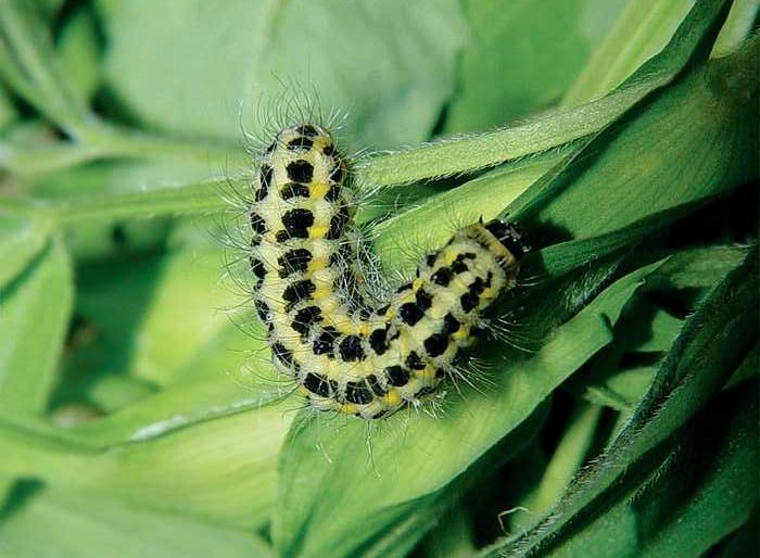 zygaena-lonicerae