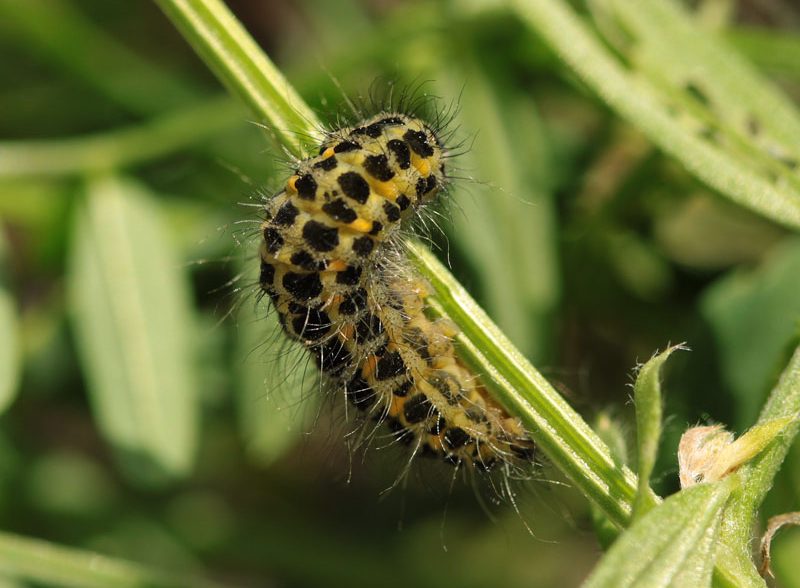 zygaena-lonicerae