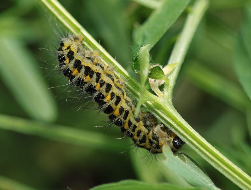 zygaena-lonicerae