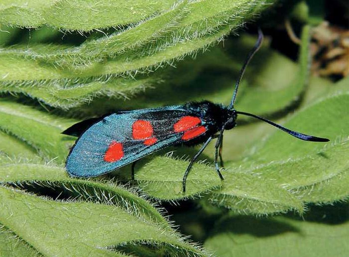 zygaena-lonicerae