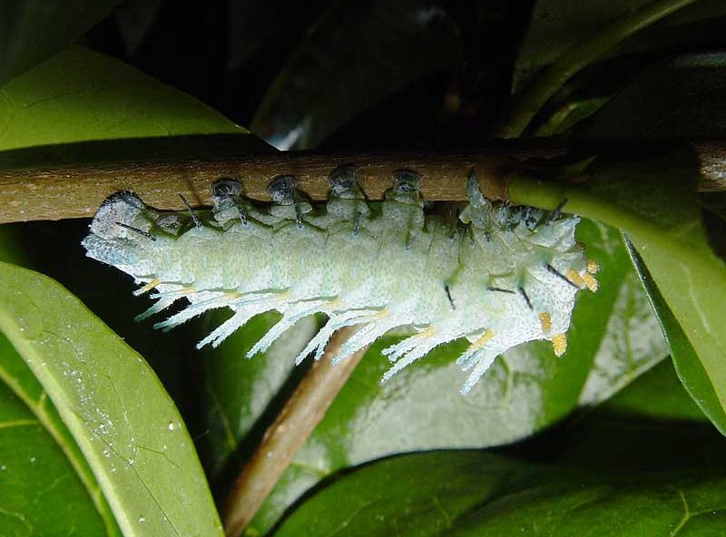 attacus-lorquinii