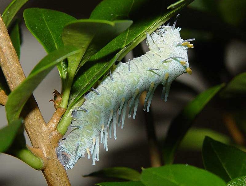 attacus-lorquinii