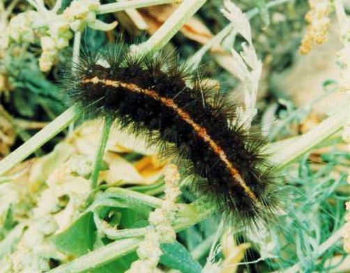 spilosoma-lubricipeda