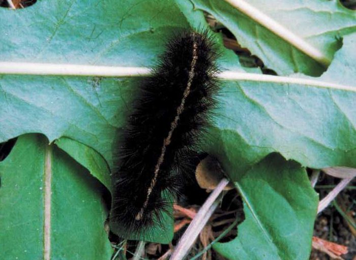 spilosoma-lubricipeda