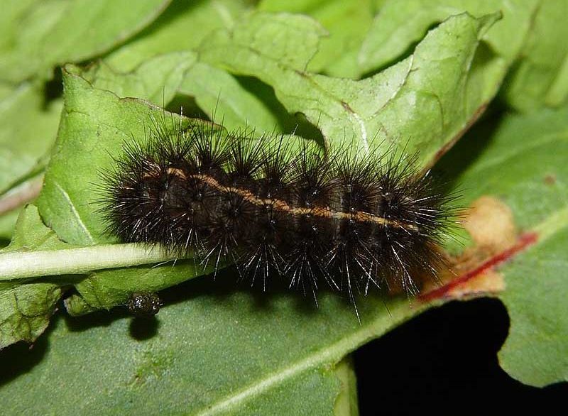 spilosoma-lubricipeda