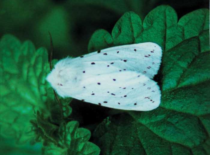 spilosoma-lubricipeda