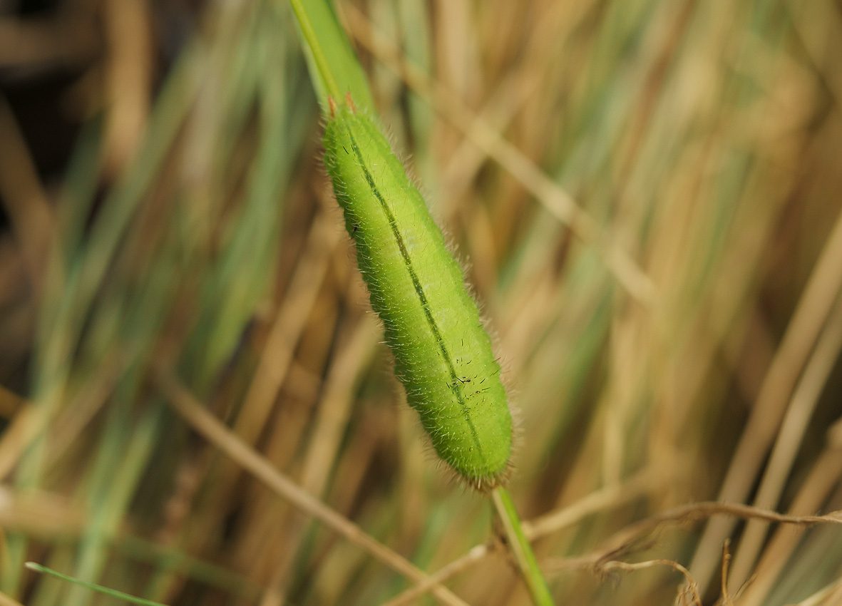 melanargia-lucasi