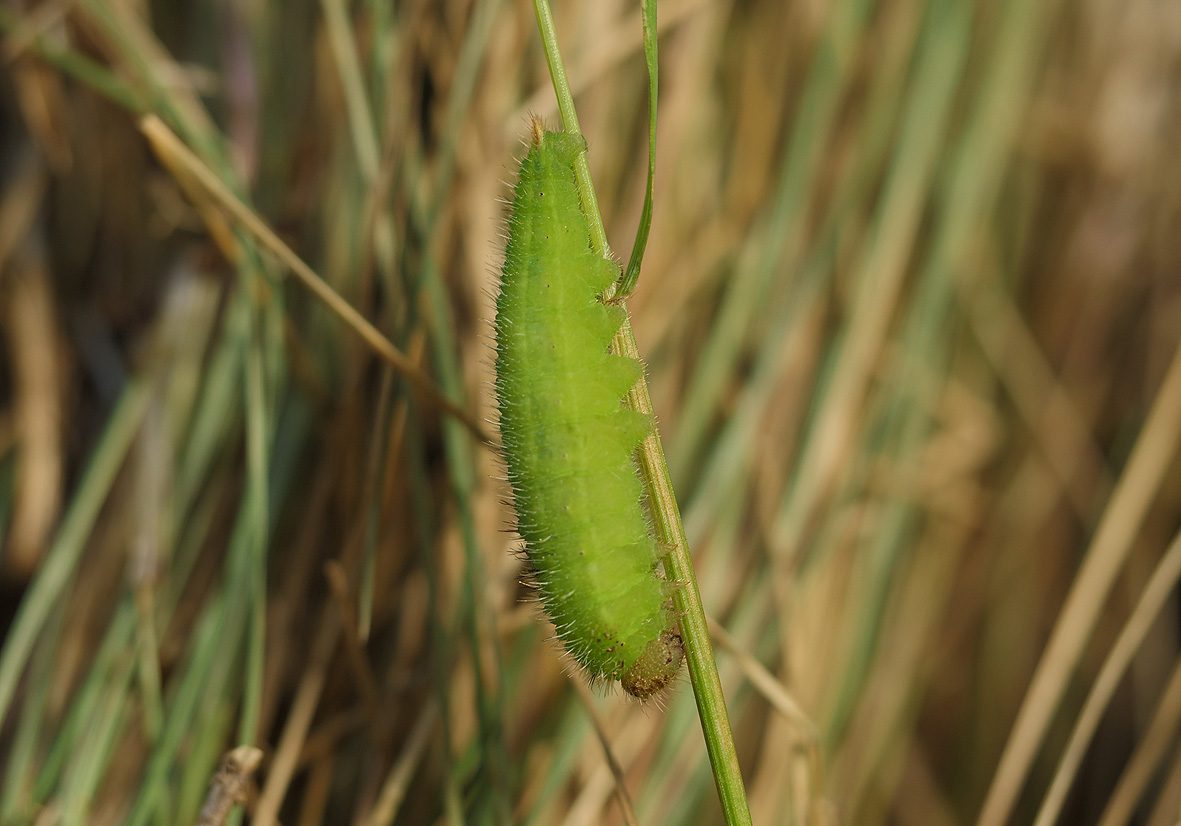 melanargia-lucasi