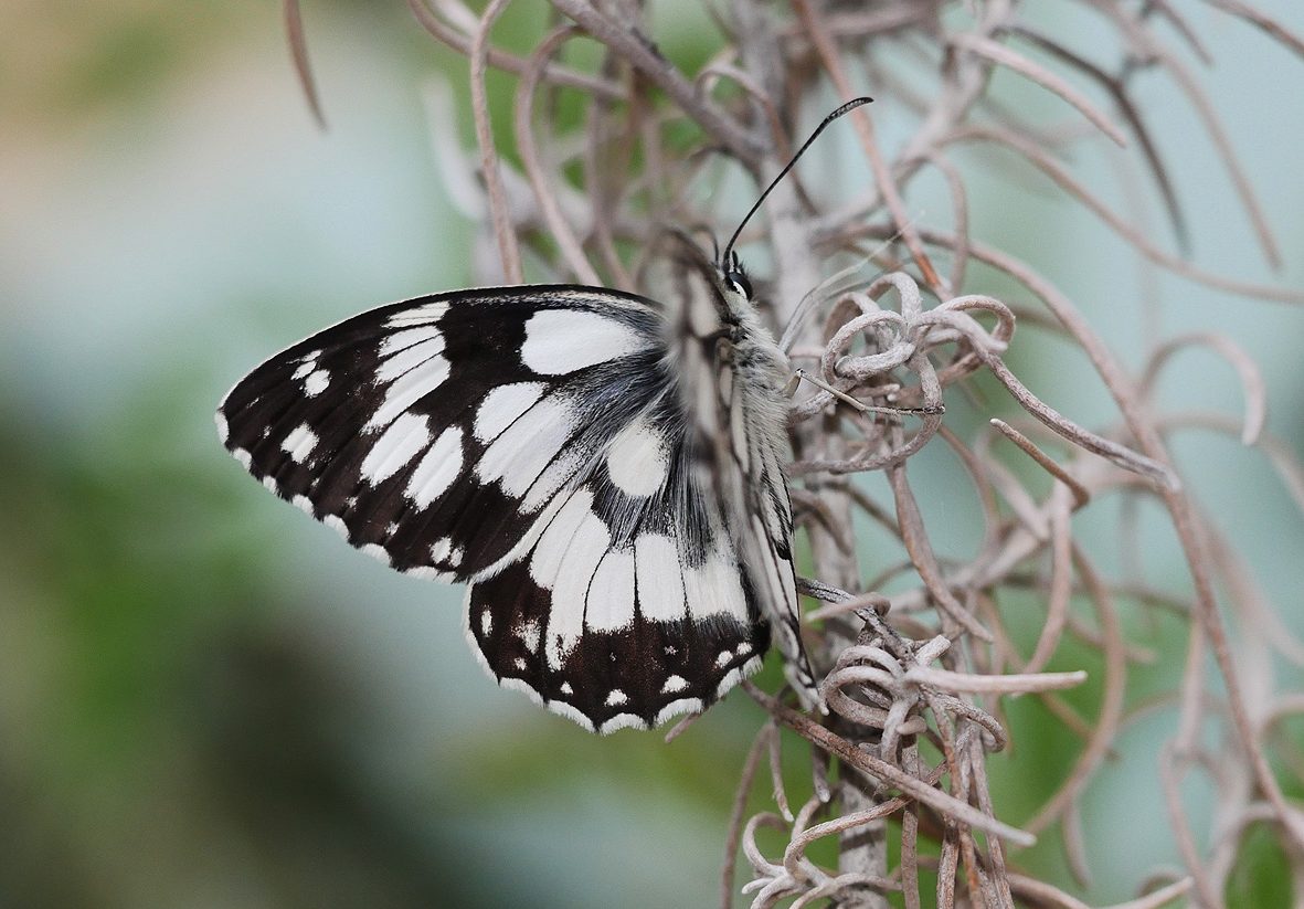 melanargia-lucasi