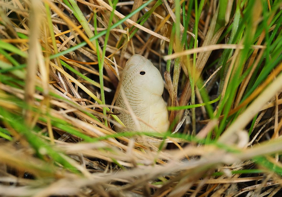 melanargia-lucasi