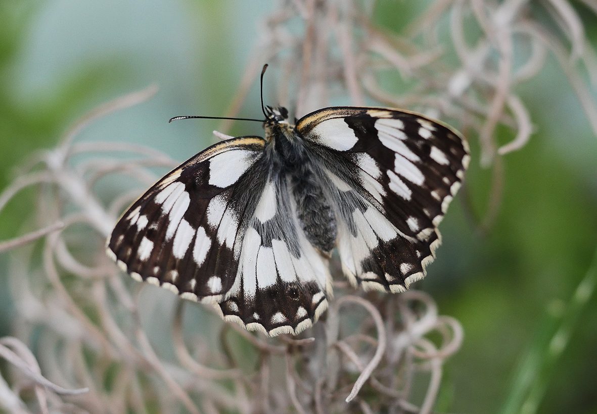 melanargia-lucasi