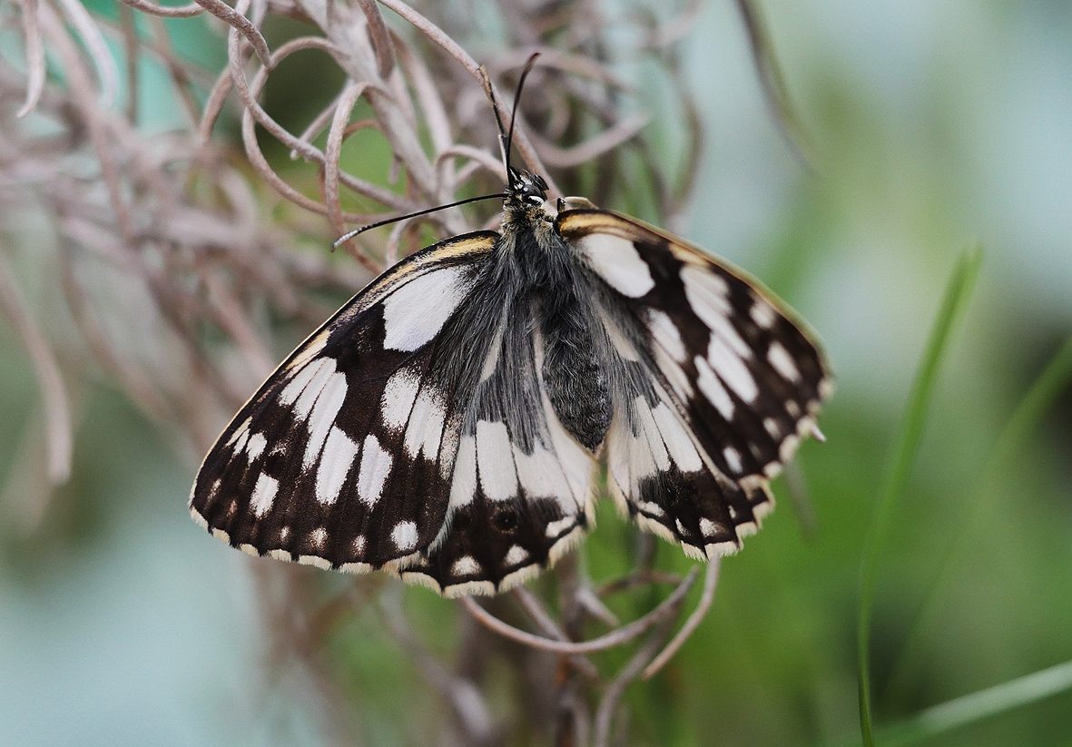 melanargia-lucasi