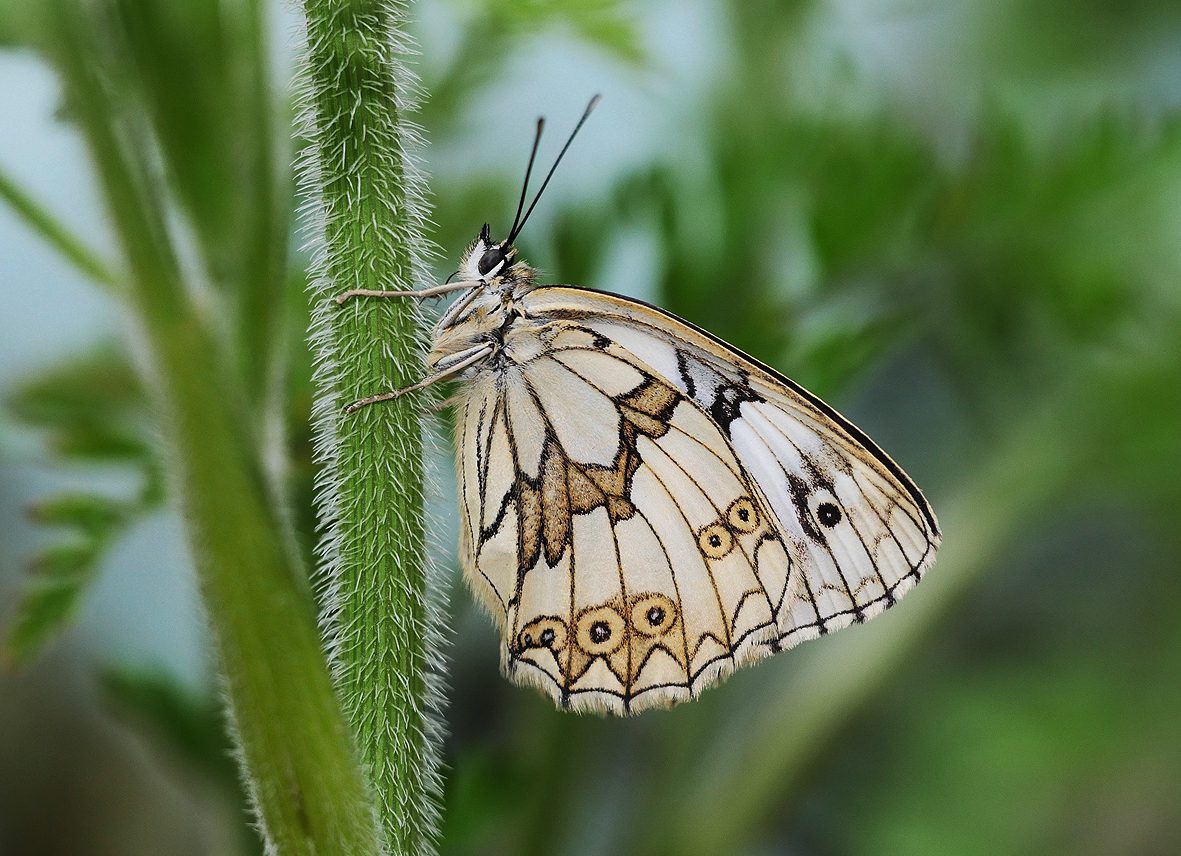 melanargia-lucasi