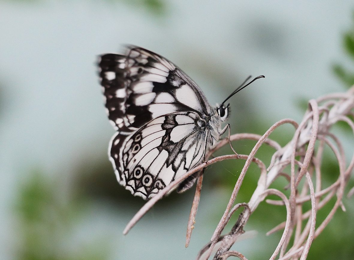 melanargia-lucasi