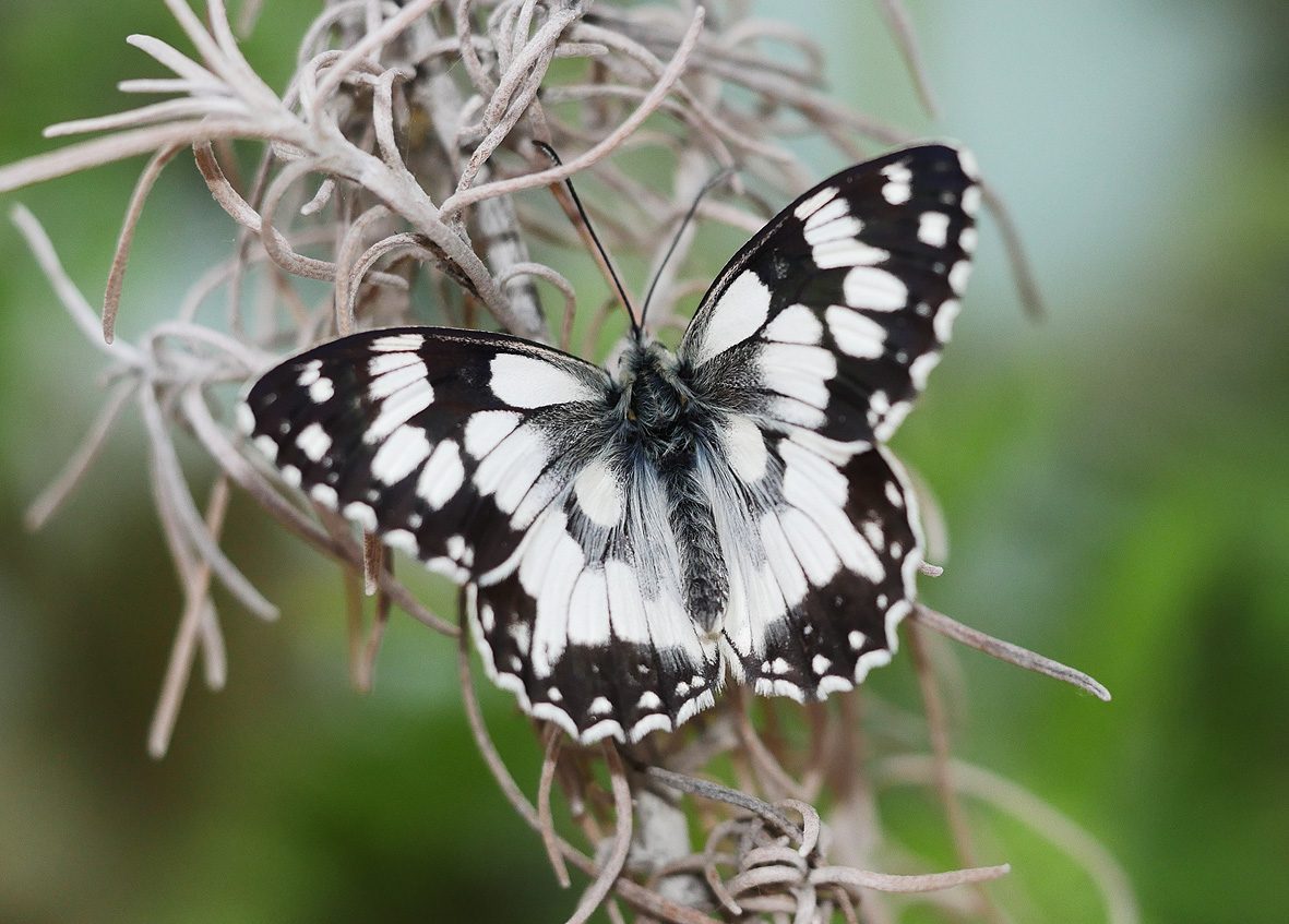 melanargia-lucasi