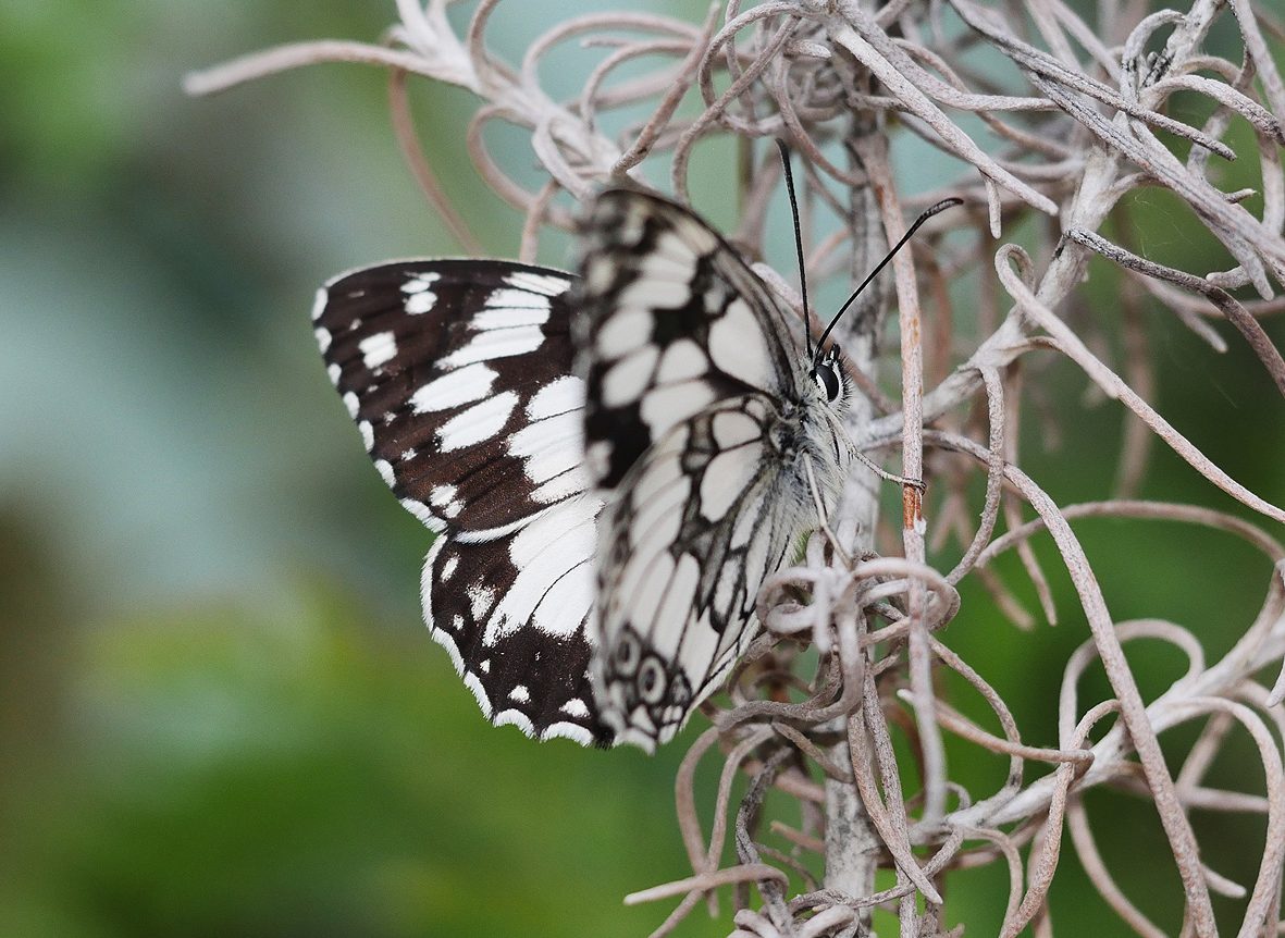 melanargia-lucasi