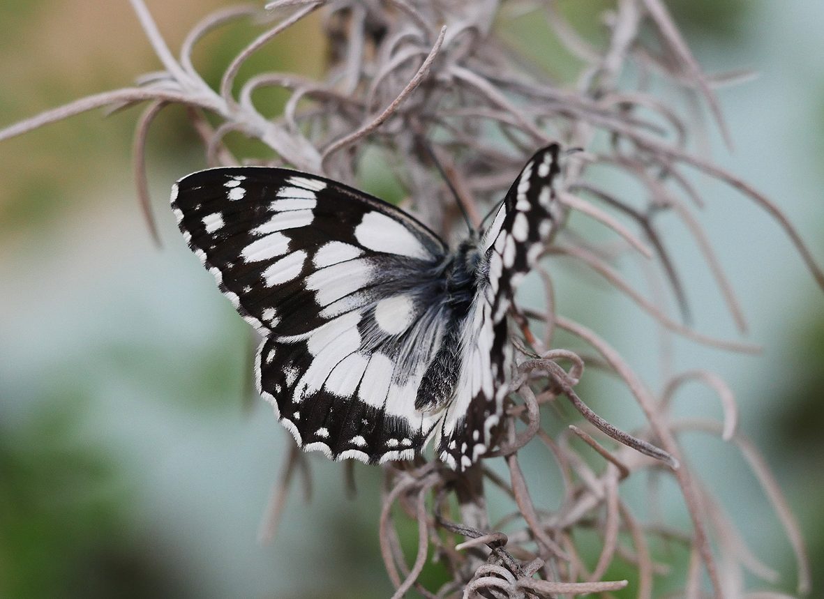 melanargia-lucasi