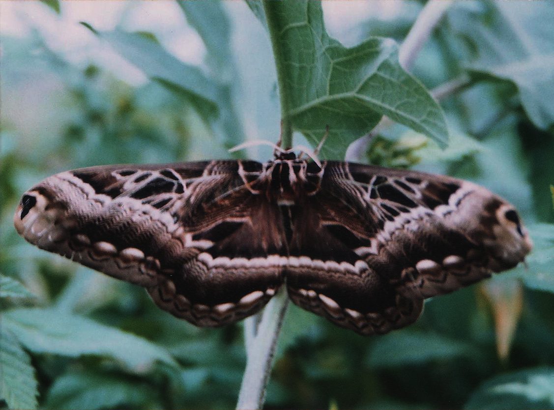 dactyloceras-lucina