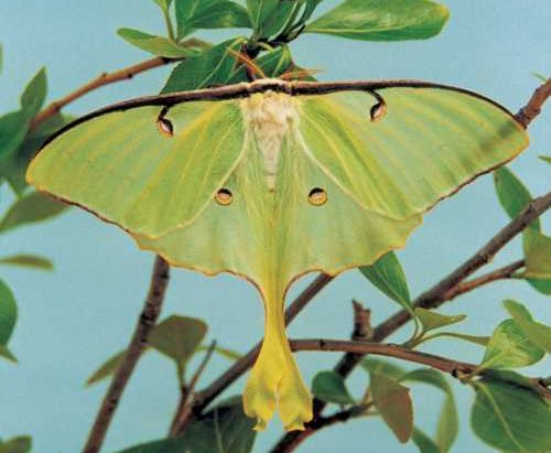 actias-luna